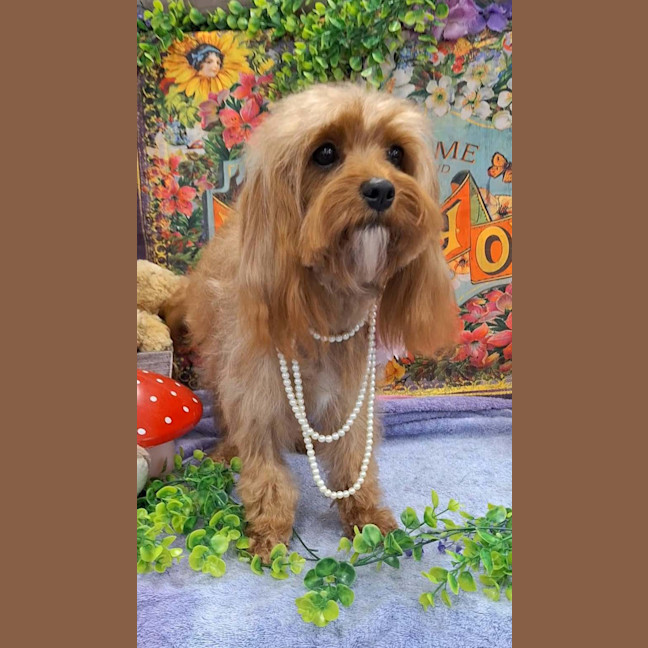 Photo of Pearl