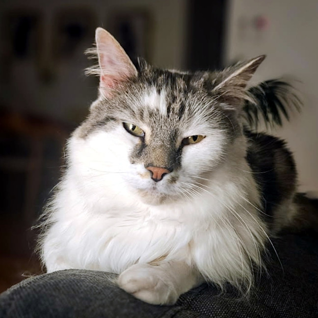 Photo of Ollie Rsta013130