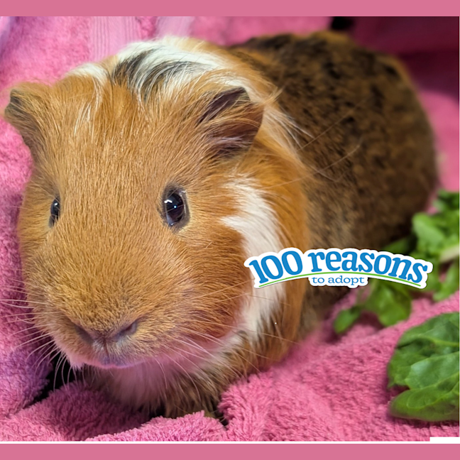 Photo of Brownie