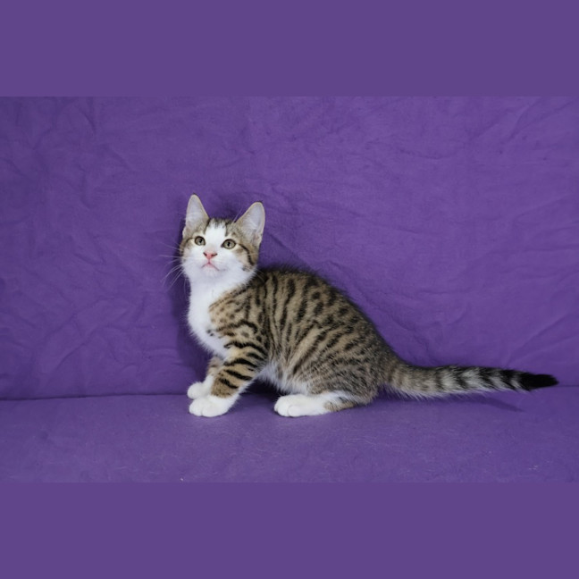 Photo of Pedro
