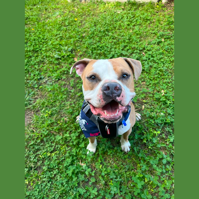 Photo of Scooby   2 Year Old American Bulldog