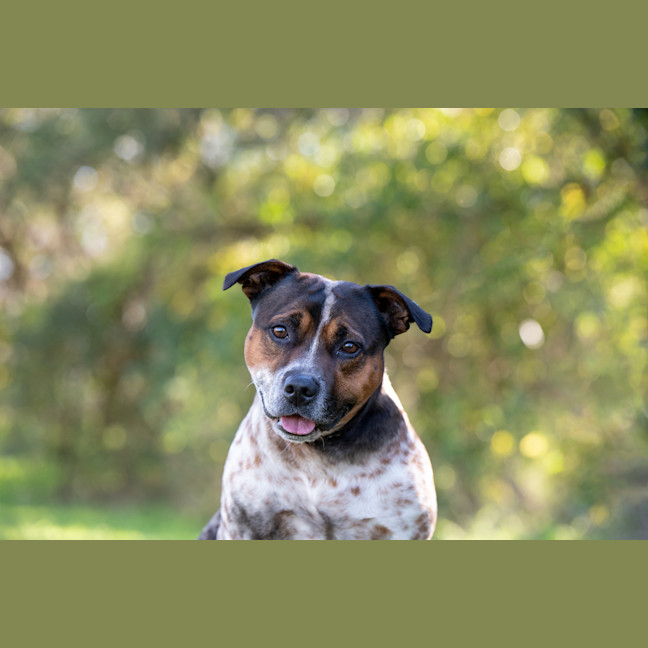 Photo of Brax