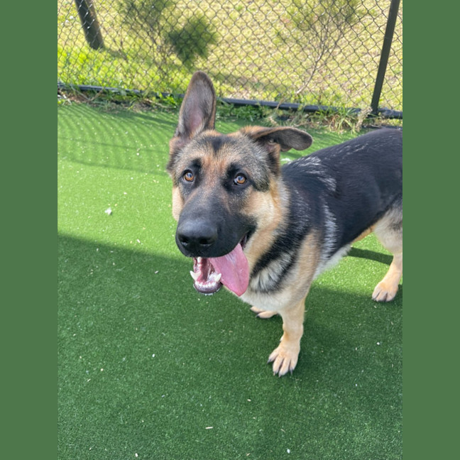 Photo of Eddie Imp 2245