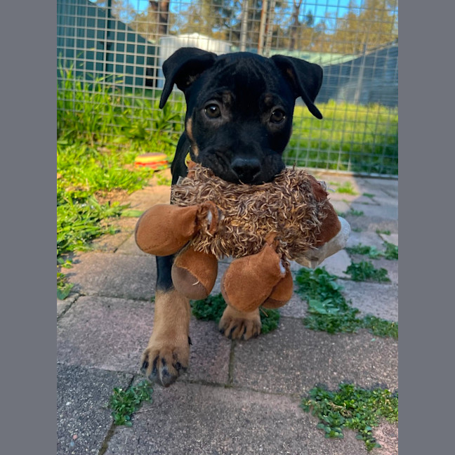 Photo of Onyx   12 Week Old Staffy X