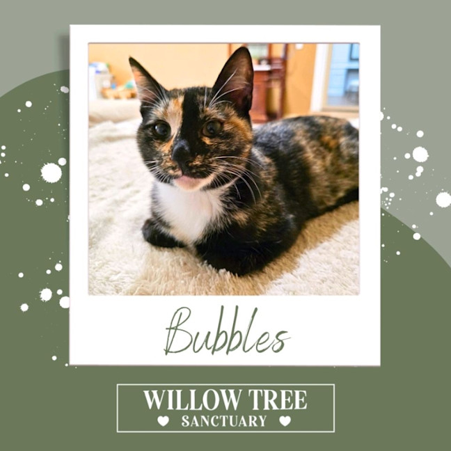 Photo of Bubbles