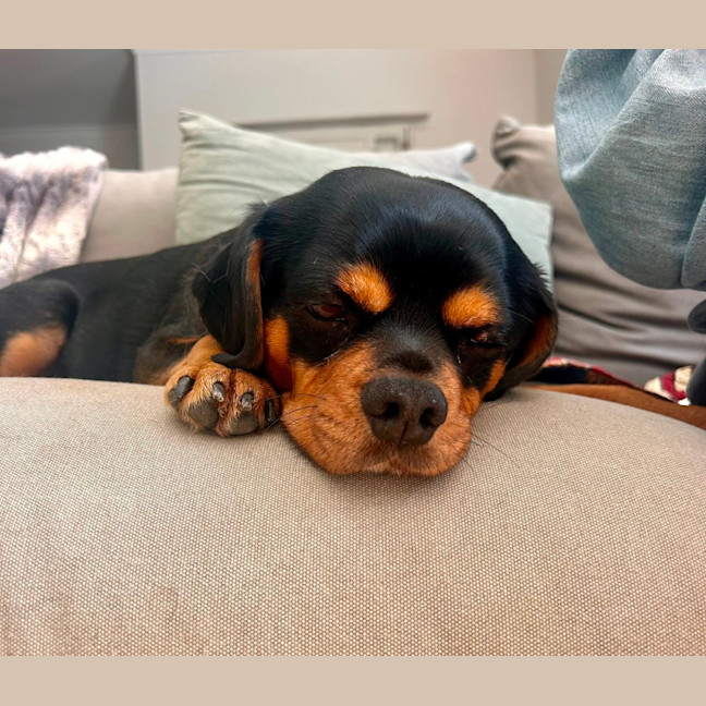 Photo of Buster