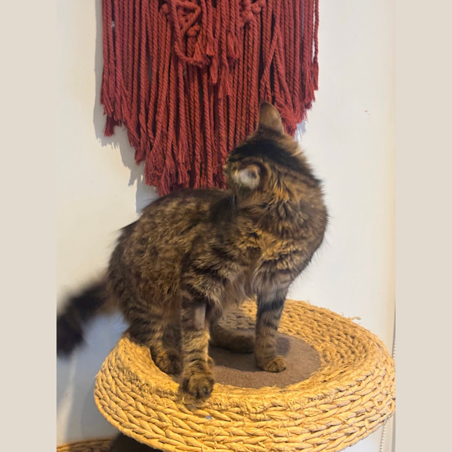 Photo of Tashie Meet Me@Petstock Hastings Store