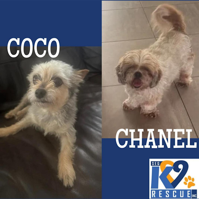 Photo of Chanel / Coco