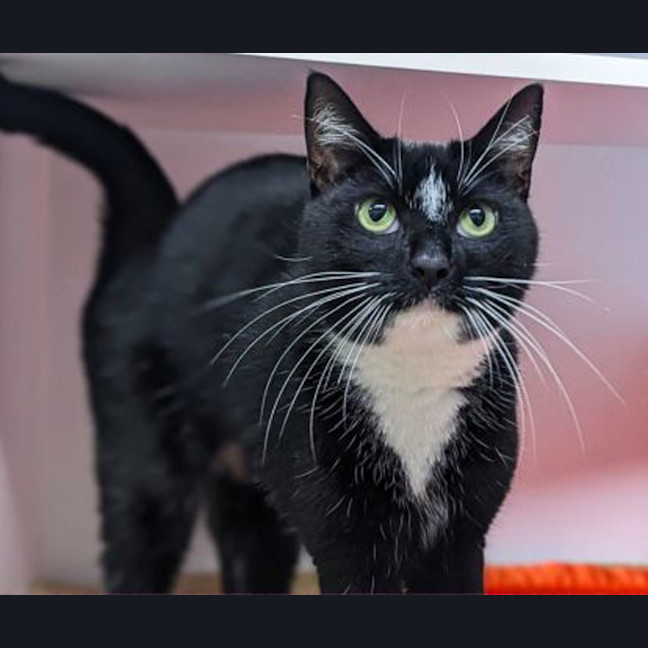 Photo of Cobloaf