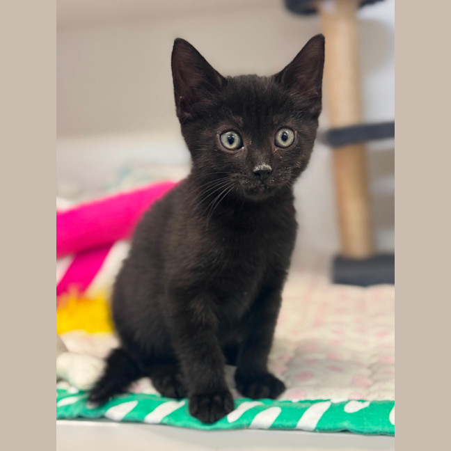 Photo of Frankie