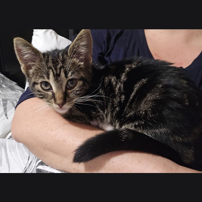 Photo of Pipsqueak