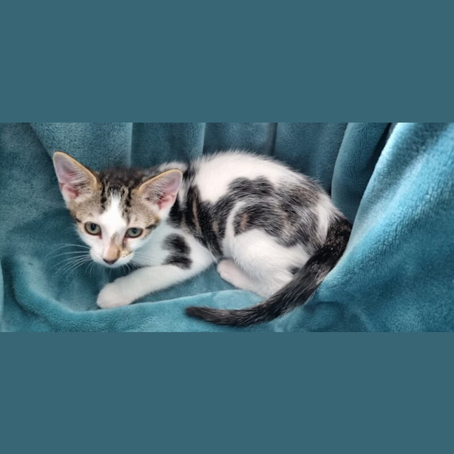 Photo of Mini