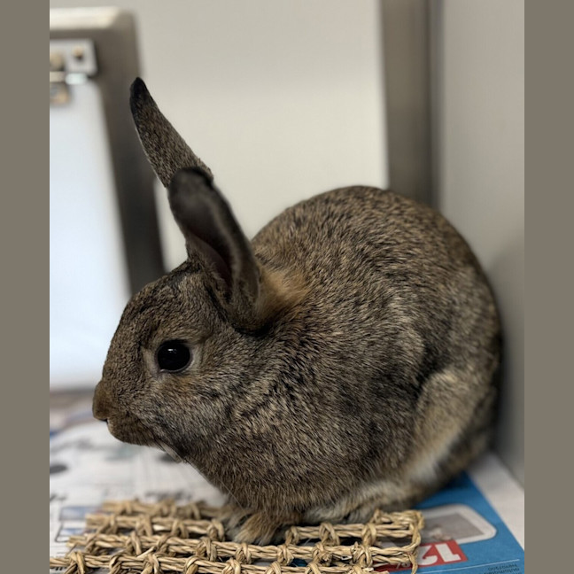 Photo of Coffee Bean