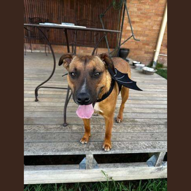 Photo of Rocco