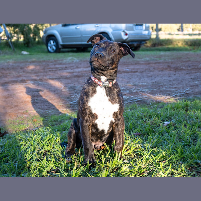Photo of Jock