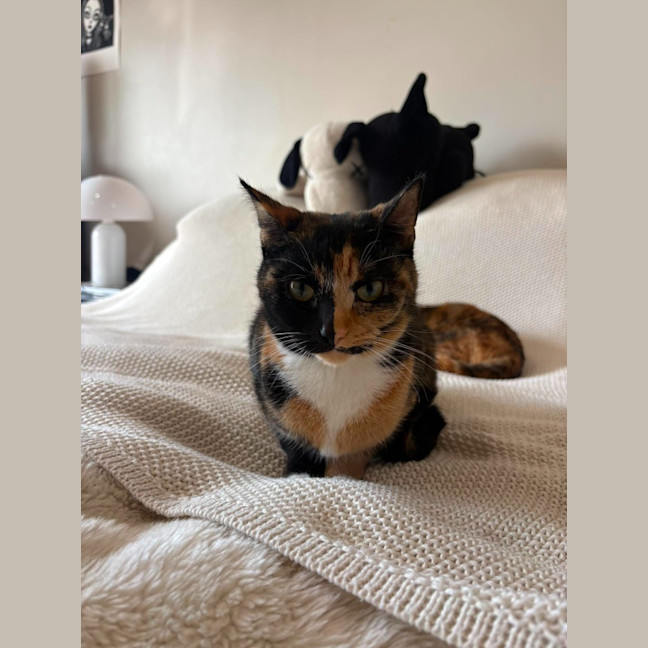 Photo of Luna