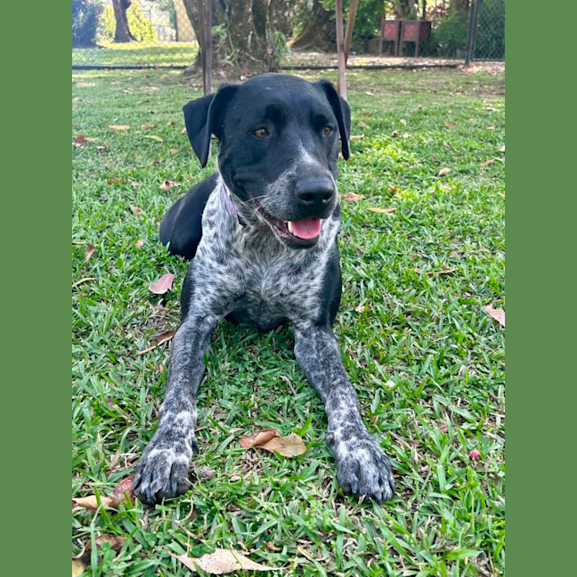 Photo of Archie