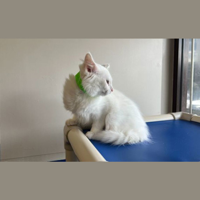 Photo of Lily