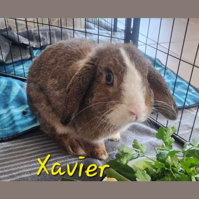 Photo of Xavier 