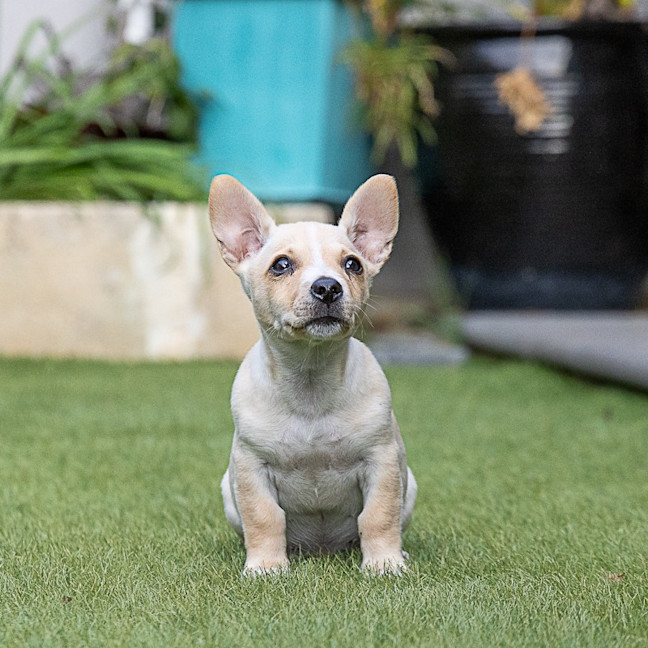 Photo of Daisy