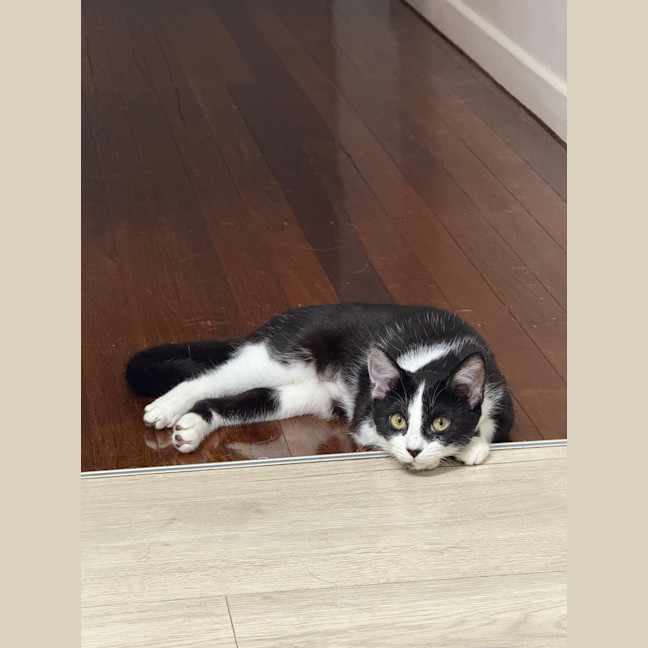 Photo of Apollo