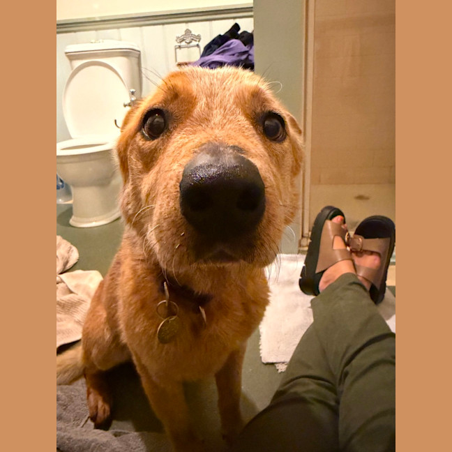 Photo of Jibble