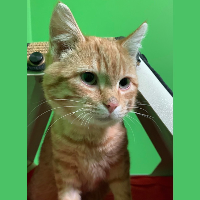 Photo of Marvin