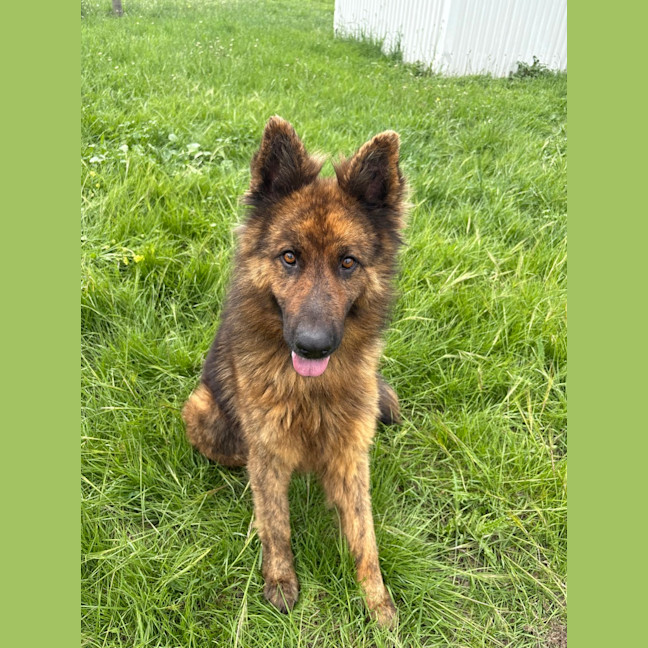 Photo of Chief