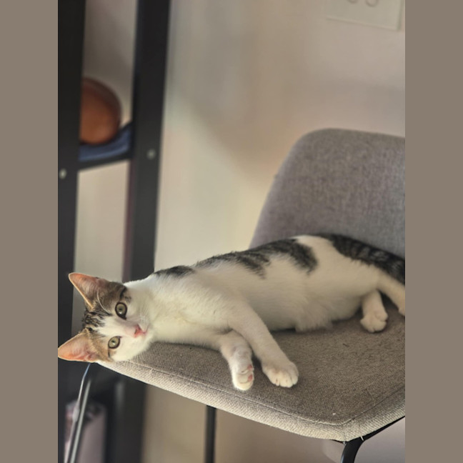 Photo of Meowcolm ** 2nd Chance Cat Rescue **