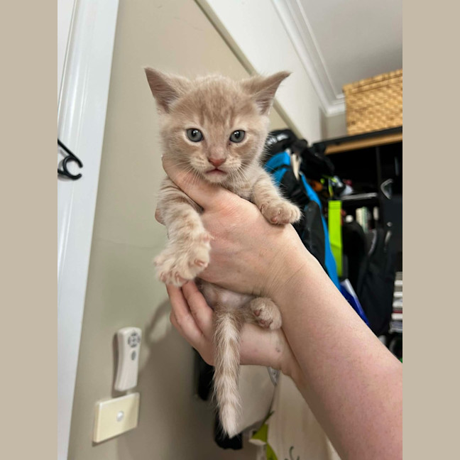 Photo of Trinket