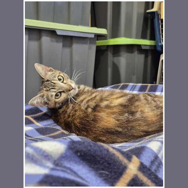 Photo of Juniper