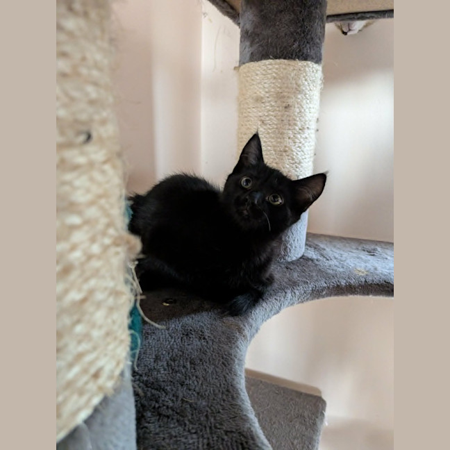 Photo of Apollo