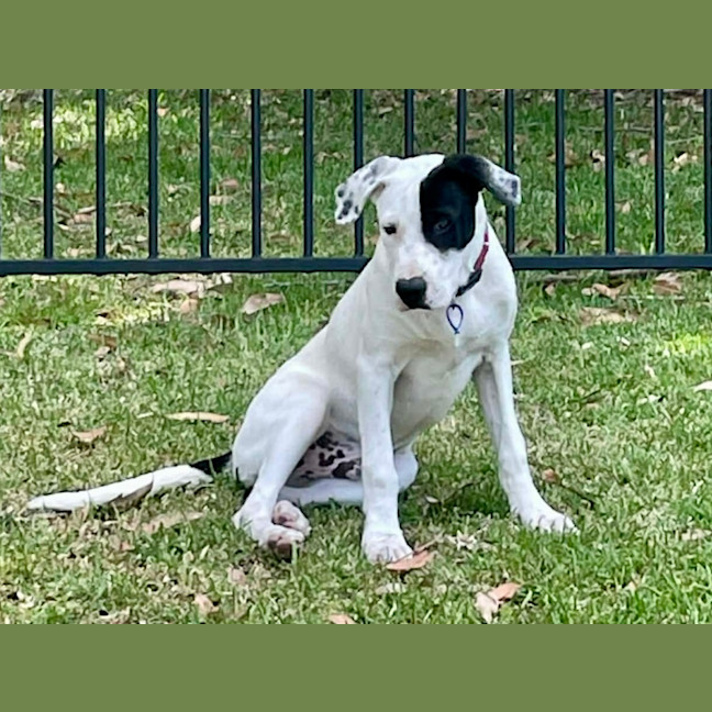 Photo of Teddy   5 Month Old Bull Arab X 