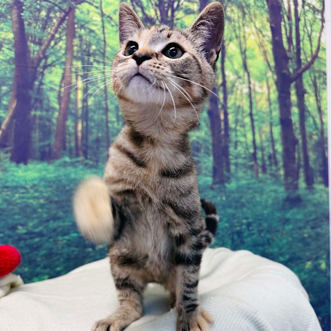 Photo of Pixie   Located In Meadow Heights