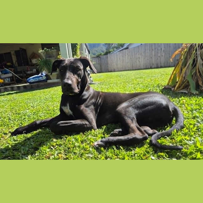Photo of Dobby