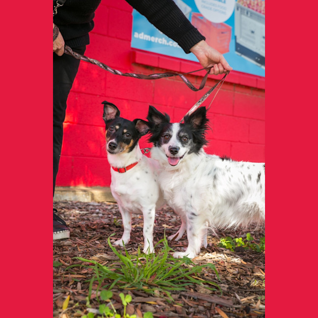 Photo of Pebbles And Piper