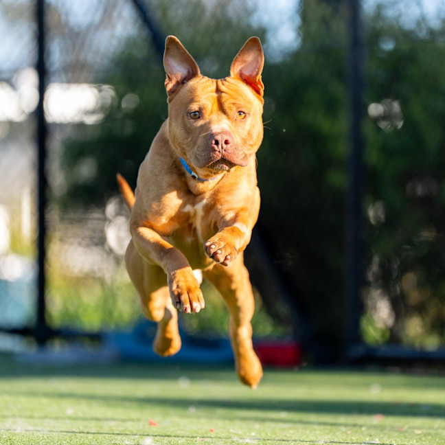 Photo of Theo Imp 690