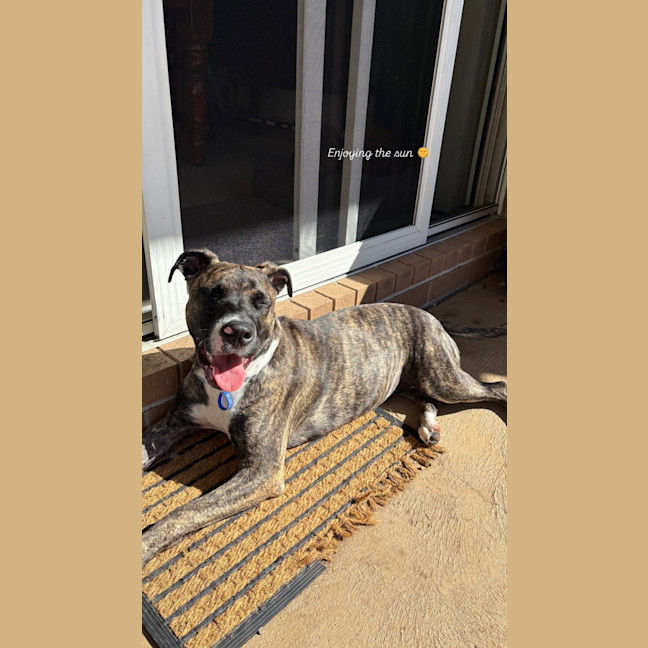 Photo of Lucy   10 Month Old Staffy X