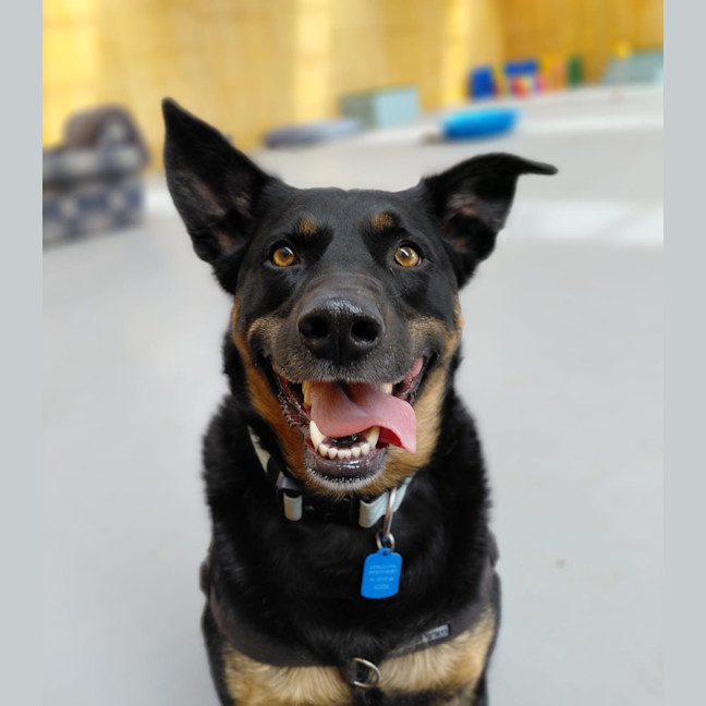 Photo of Brodie