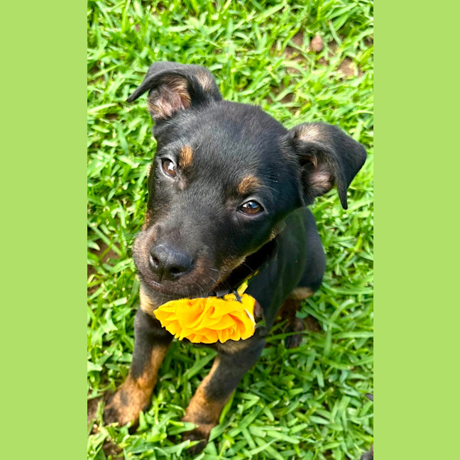 Photo of Daisy   5 Month Old Kelpie X Jack Russell