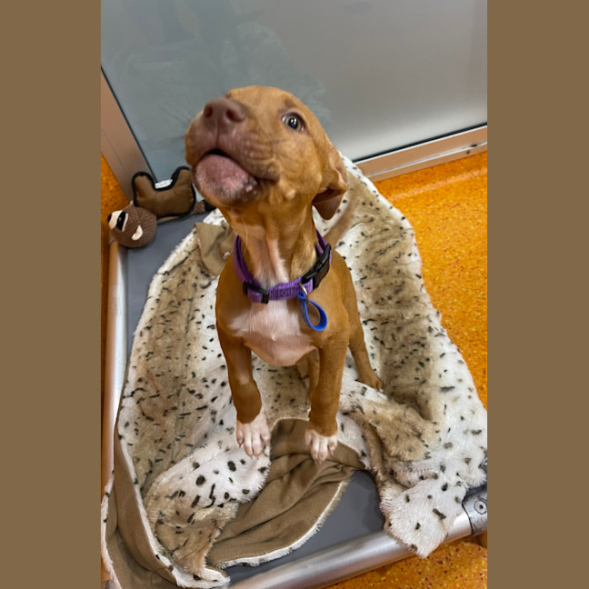 Photo of Biskit