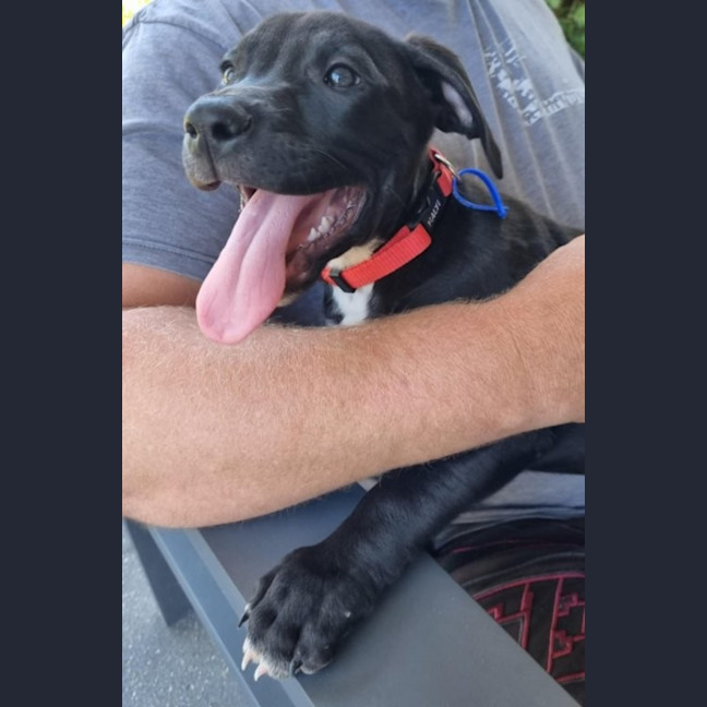 Photo of Loki   8 Week Old Staffy X (On Trial)