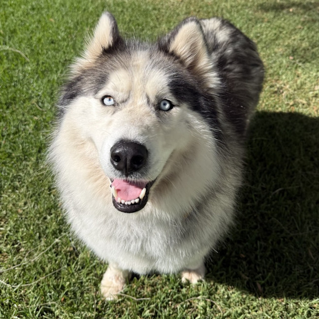 Photo of Iko