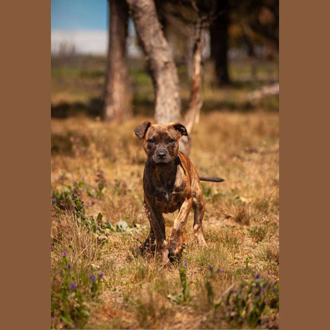 Photo of Star