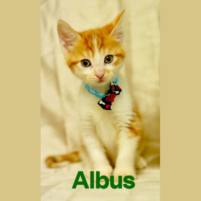 Photo of Albus