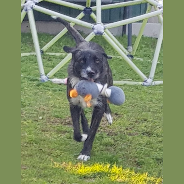 Photo of Sooty   18 Month Old Wolfhound X