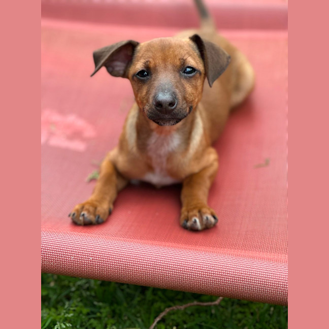 Photo of Lyra