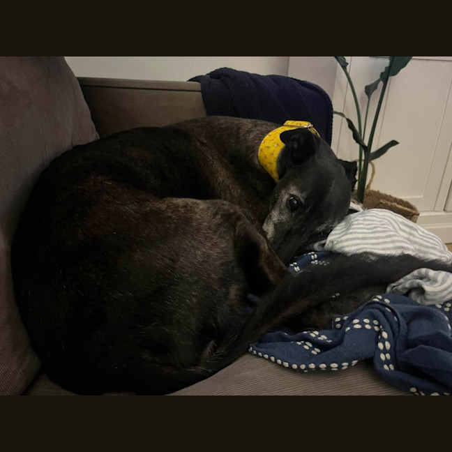 Photo of Danny, The Greyhound 