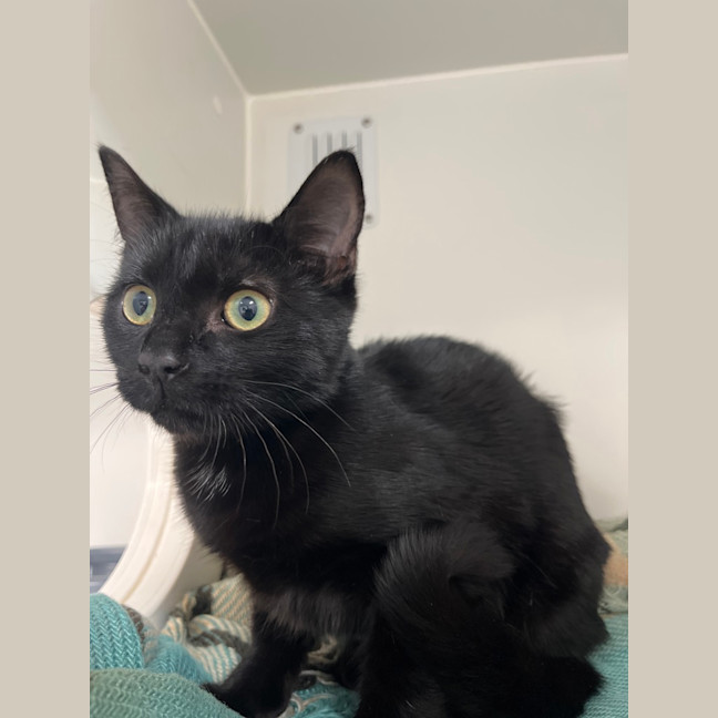 Photo of Luna