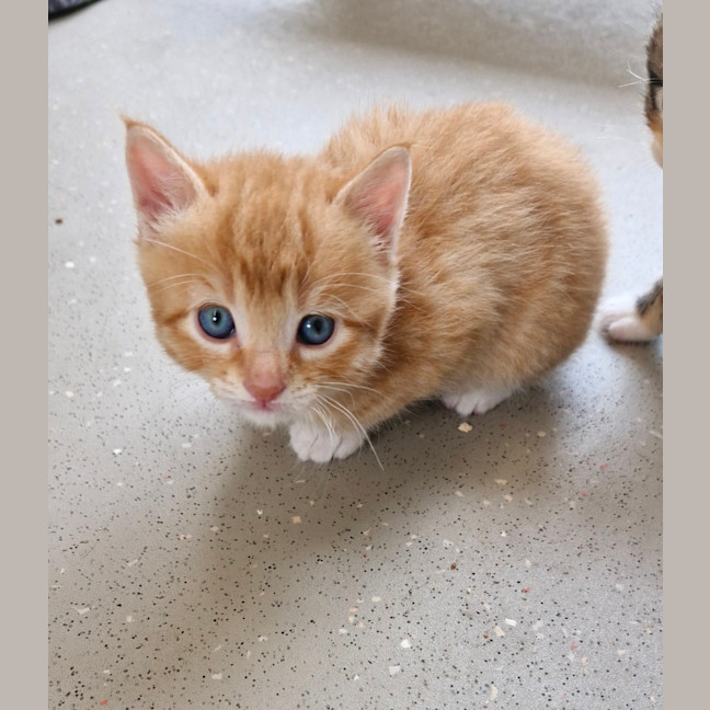 Photo of C1337 Robin